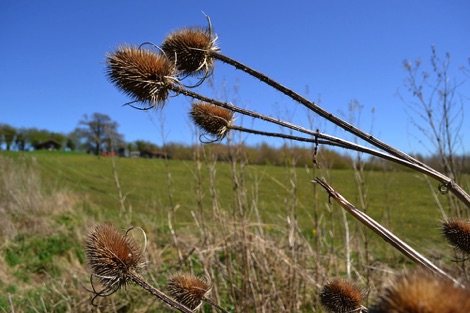 Teasels